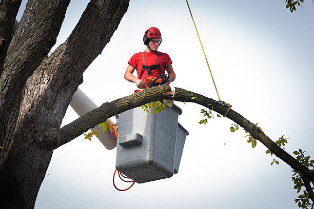 Best Arborist Services Near Me  in Mountain Green, UT